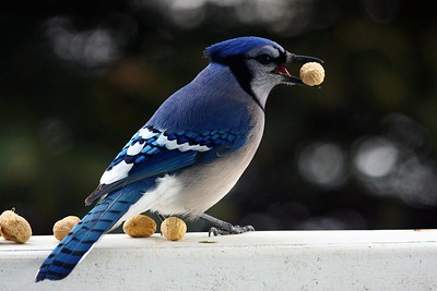 "Blue Jay" by Martin Cathrae is licensed under CC BY-SA 2.0
https://flic.kr/p/97xLzp Open Gallery